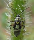 Brachycoleus decolor